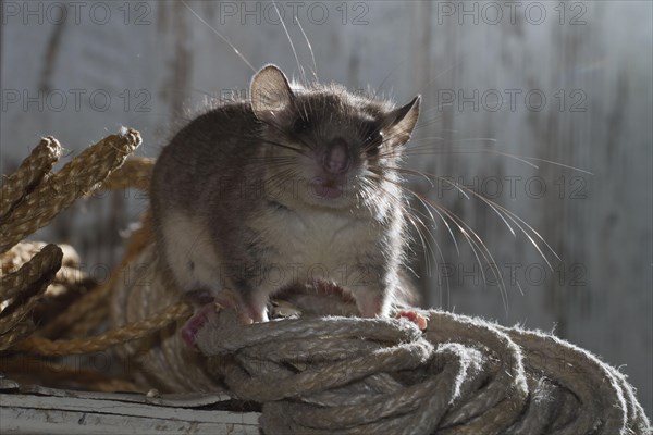 Fat dormouse