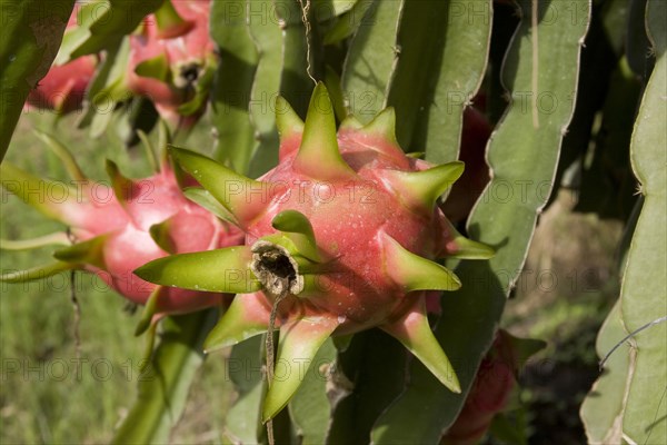 Dragon fruit