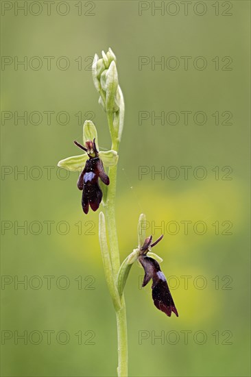 Fly orchid