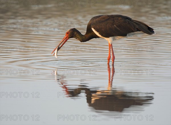 Black stork