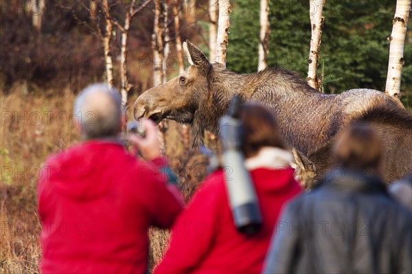 People watching Moose