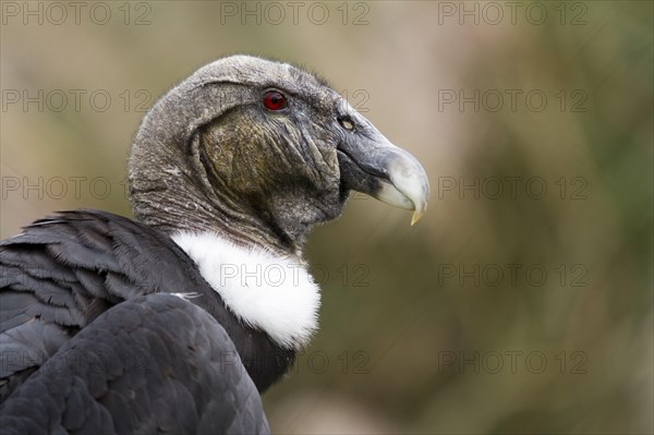 Andean Condor