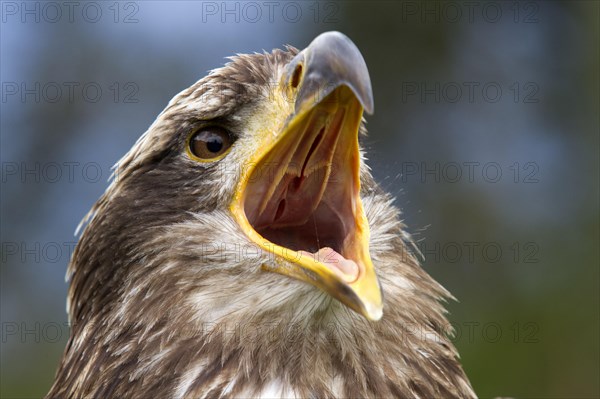 Black-chested Buzzard-Eagle