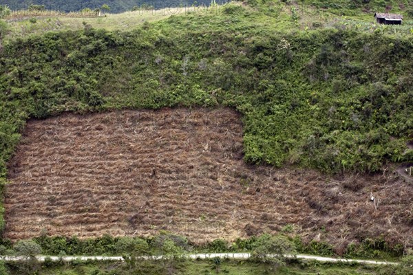 Deforestation of the cloud forest