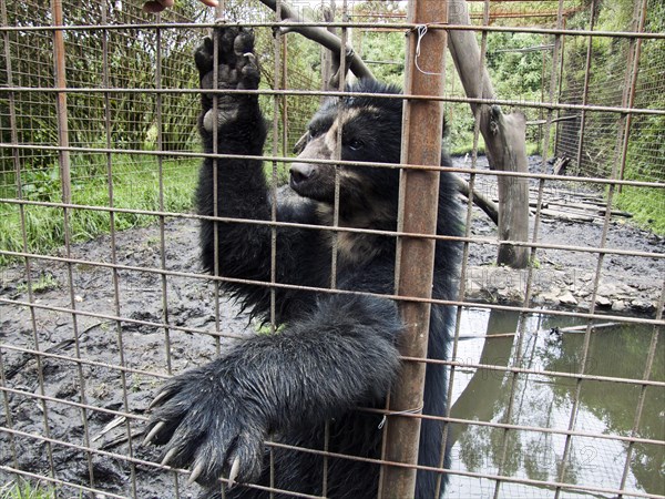 Spectacled Bear