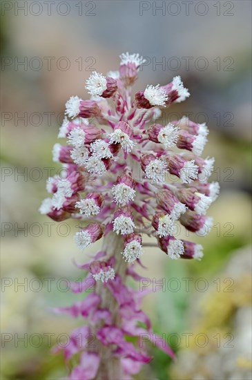 Common butterbur