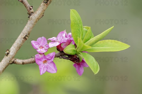 February Daphne