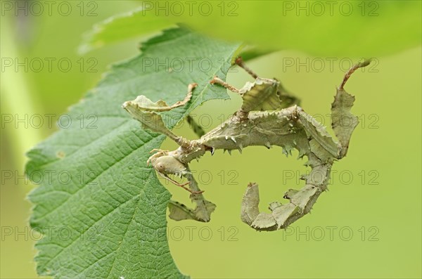 Walking Stick