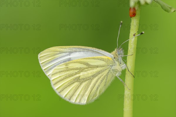 Green veined white