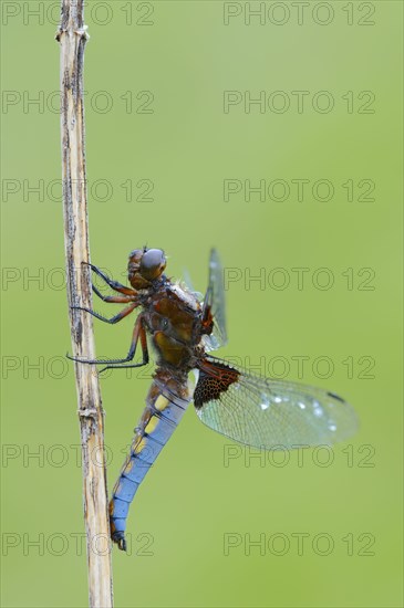 Broad-bodied Chaser