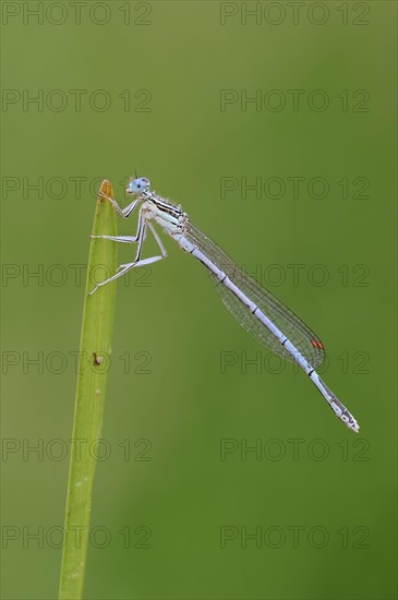 White-legged Damselfly