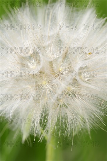 Western salsify