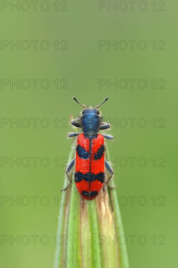 Shaggy bee beetle