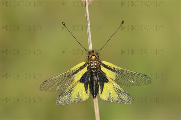 Owly Sulphur