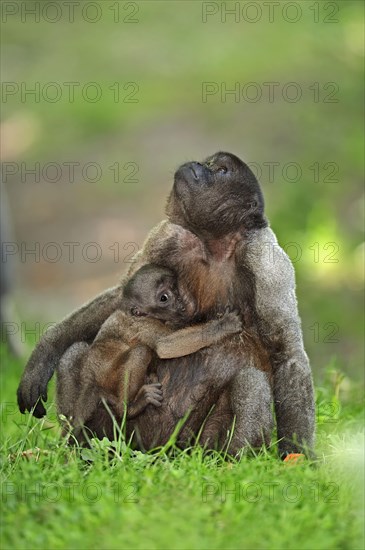 Common Woolly Monkey