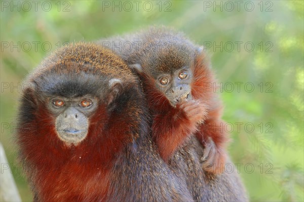 Red Titi