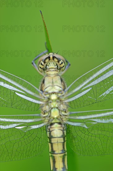 Black-tailed Skimmer