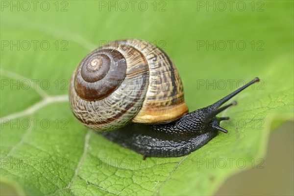 Copse snail