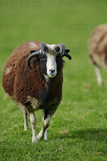 Jacob sheep