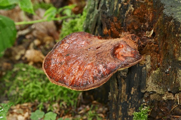 Beefsteak fungus