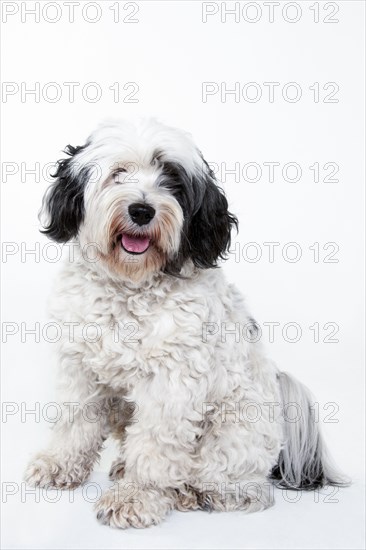 Tibetan Terrier