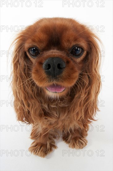 Cavalier King Charles Spaniel