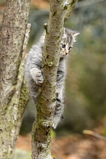 European Wildcat