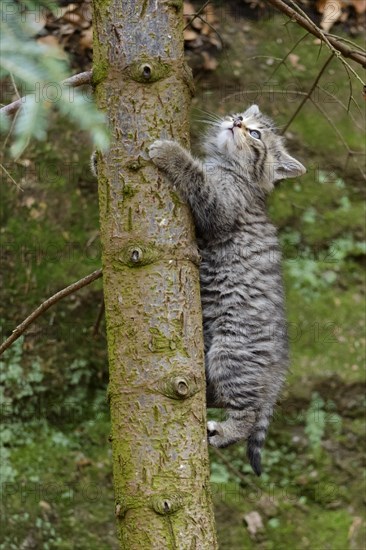 European Wildcat