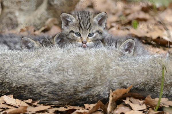 Common Wild Cat