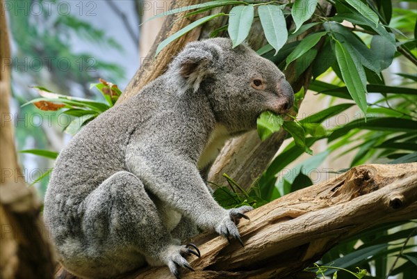 Koala