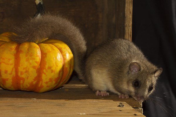 Edible dormouse