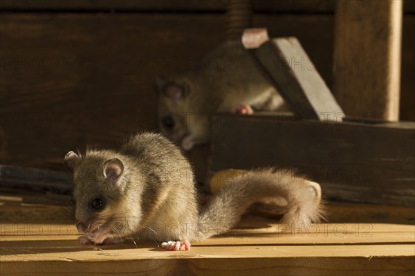 Edible dormouse