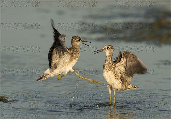 Wood sandpiper