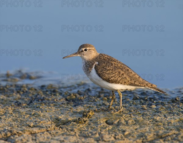 River Sandpiper