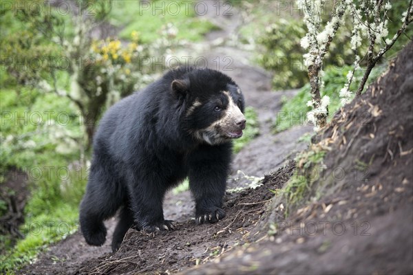 Spectacled Bear