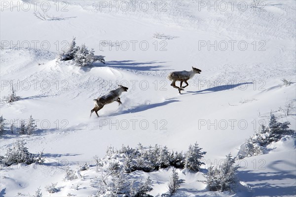 Woodland caribou