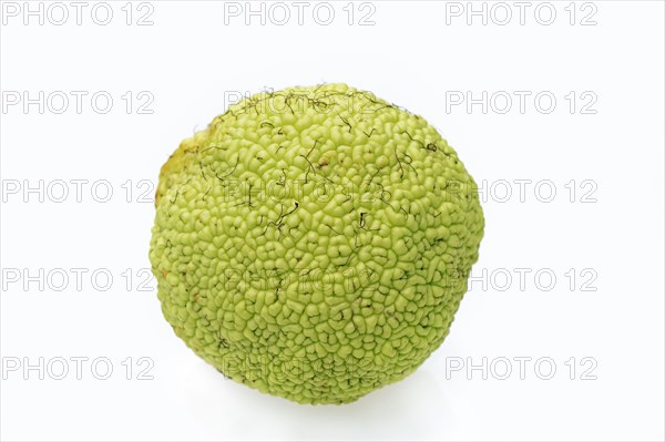 Hedge apple