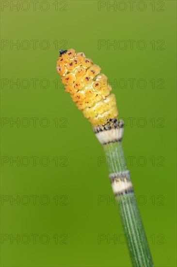 Winter horsetail