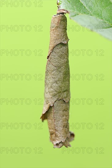 Birch Leaf-roller