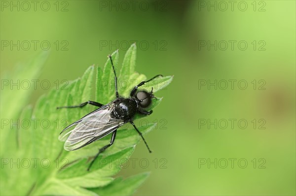 St Mark's Fly