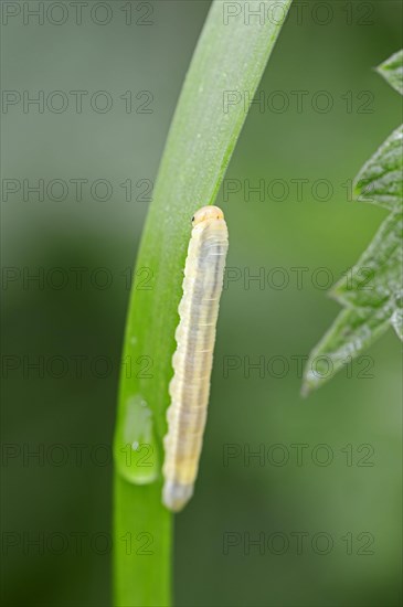 Sawfly