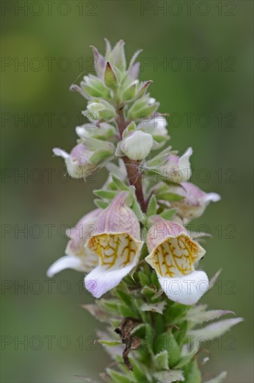 Woolly Foxglove