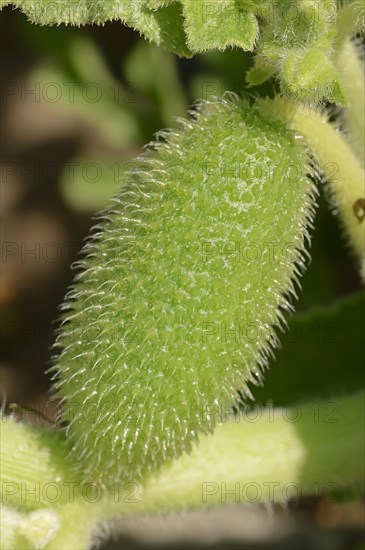 Squirting Cucumber