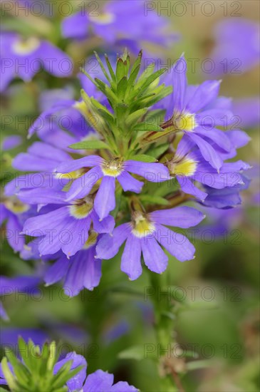 Fairy Fan-flower