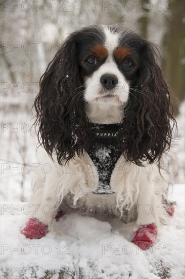 Cavalier King Charles Spaniel