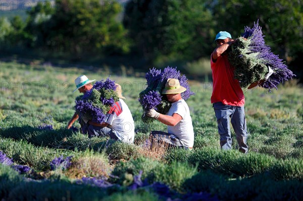 Lavender harvest