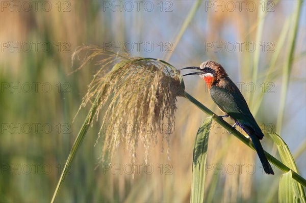 White-fronted Bee-eater