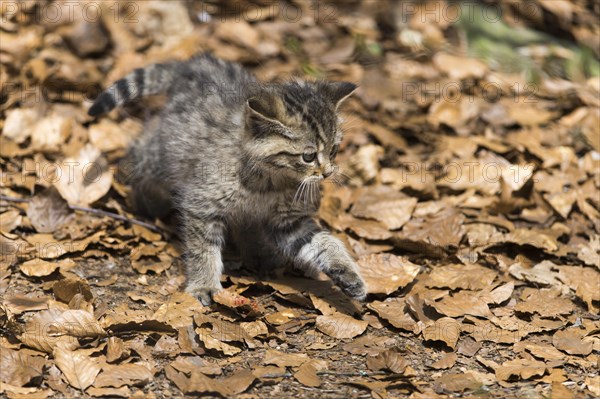 European Wildcat