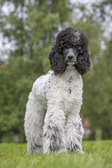 Large poodle