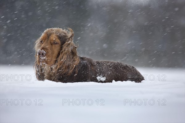 English Cocker Spaniel in deep snow